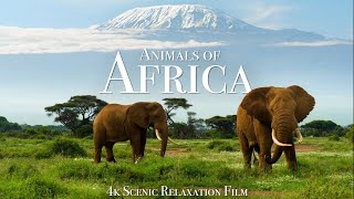 Animals of Africa 4K  Scenic Relaxation Film With Calming Music [upl. by Tnilc]