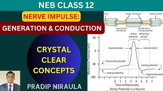 NERVE IMPULSE GENERATION AND CONDUCTION II NEB II CEE II CLASS12 ZOOLOGY II PRADIP NIRAULA [upl. by Attlee]