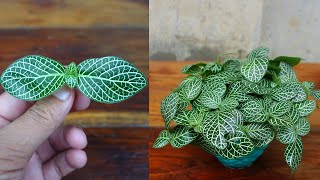 How to grow Fittonia plant from cuttings easy method with updates [upl. by Dranyam733]