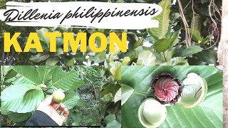 Katmon  Dillenia philippinensis  endemic tree of the Philippines endemicplantofthephilippines [upl. by Anay]