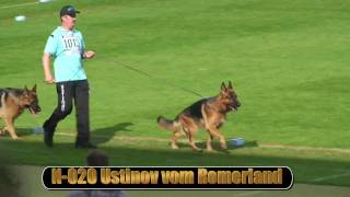 2010 SV BSZS NKGR part 12 Ustinov vom Romerland HD [upl. by Kristofor]