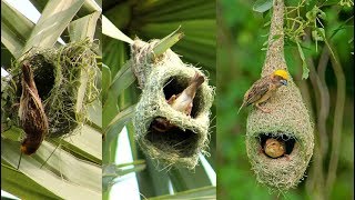 Wild Bird Nests Making Full Process  Baya Weaver Bird NestHouse Build Up In Palm Tree [upl. by Callista]