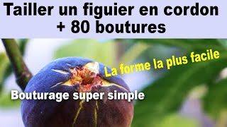 La taille dun figuier en cordon double et comment faire 80 boutures [upl. by Dacia936]