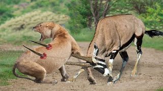 Why cant the antelopes defend themselves against lions  wildanimalshunt lions animals viral [upl. by Tonnie]