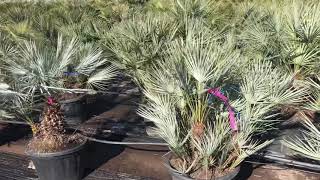 Chamaerops humilis ‘Cerifera’ [upl. by Westbrook]