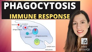 PHAGOCYTOSISAlevel Biology Phagocytes and macrophages engulf pathogens amp lysozyme destroys them [upl. by Anived]