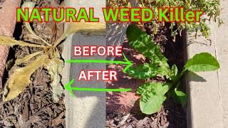 DIY Weed Killer Cheaper Better Safer than Round up [upl. by Mala]