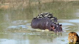 A Record Thirty Turtle Terrapins Riding On Hippo Back [upl. by Barina]