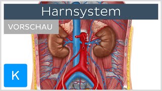 Harnsystem  Aufbau und Funktion Vorschau  Kenhub [upl. by Arahahs]