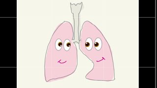 Physical Properties of the Lungs  lung compliance  elasticity  surfactant فسلجة الجهاز التنفسي [upl. by Ahsyek406]