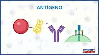 Antígeno y Anticuerpo Inmunología Médica Equipo 03 [upl. by Burley]