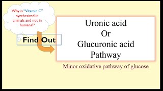 Uronic AcidGlucuronic Acid Pathway [upl. by Wadesworth95]