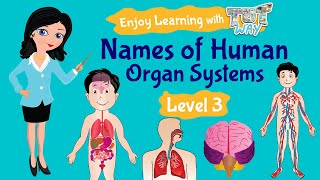 Organ System Names of Human Organ Systems  Tutway [upl. by Imis]