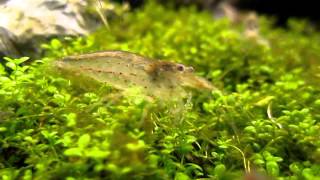 Amano  Japonica shrimp cleaning up algea [upl. by Epoh154]