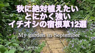 【ガーデニングVlog】秋に絶対植えたい🌾強い、育てやすい、花期が長い、イチオシの宿根草12選｜9月初め私の庭｜夏の思い出カブトムシ｜12 Recommended Perennials [upl. by Dibb]