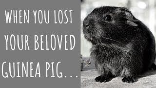 Guinea Pig Death Causes Funeral amp How To Deal With The Loss [upl. by Maggi647]