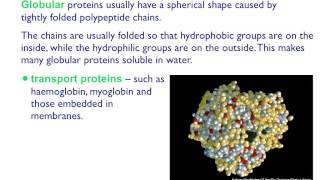 AS level B4 Fibrous and globular proteins [upl. by Pasahow510]