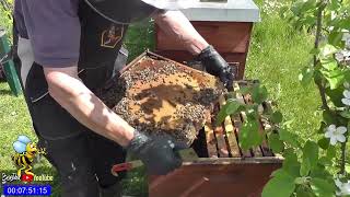 Wo sind die stechlustigen Bienen Schwarmkontrolle bei SevenofNine [upl. by Finah]