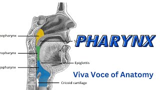 Pharynx 1  Introduction and NasoPharynx  Parts  Relations  Applied Anatomy [upl. by Eidson]