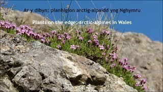 Arctic Alpines  Planhigion Arctig Alpaidd [upl. by Kilbride819]