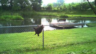 Snapping Turtle Climbs Fence [upl. by Callahan268]