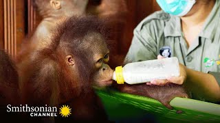 Mornings Are a Busy Time at the Nursery 🍼 Orangutan Jungle School  Smithsonian Channel [upl. by Noedig]