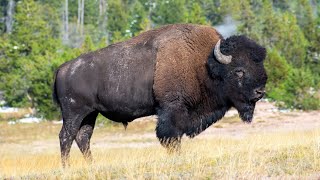 Bison Bonanza Unraveling the Mysteries of the American Bison [upl. by Akitan954]