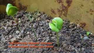 Pau Brasil  caesalpinia echinata plantio e germinação [upl. by Neehsuan939]