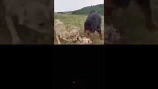 Tibetan mastiff vs wolf wolf animals wildanimals dog pet [upl. by Iives988]