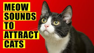 Meows to ATTRACT Cats Meow Sounds to Attract Cats Cats Meowing Sound Effects Kitten Sounds [upl. by Asuncion31]