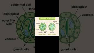 Labelled Diagram of Stomatastudy trending exampreparation [upl. by Koenig778]