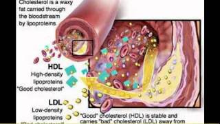 Health Benefits of Serrapeptase Enzymes Part 2 [upl. by Bevus728]