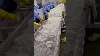 WOW SO THIS IS HOW ALOE VERA GEL IS MADE [upl. by Nimesay]