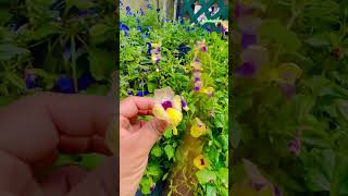 TORENIA FLOR BELLISIMA 😍 annual 🌼🍄🪴 [upl. by Aillemac]