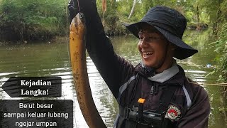 Mancing belut besar yang lapar tarikannya bikin jari tangan memar [upl. by Aleahs355]