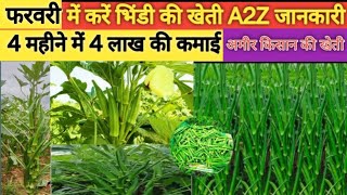 फरवरी में भिंडी की खेती। Okra farming। lady finger। bhindi ki kheti kab kare।bhindi ki kheti। [upl. by Znarf846]