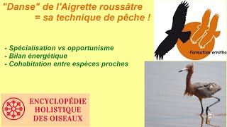 La quotdansequot de lAigrette roussâtre  sa technique de pêche spécialisée [upl. by Etteval105]