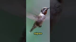 Humming Bird Facts You May Not Know [upl. by Tongue]