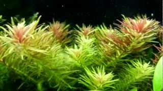 Limnophila Aromatica  Rice Paddy Herb [upl. by Farrar725]