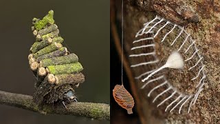 12 INSANE Nests Built By Insects [upl. by Eniaral152]