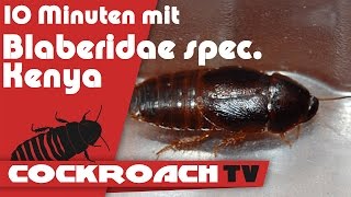 10 Minuten mit Blaberidae sp Kenya [upl. by Eizzo829]