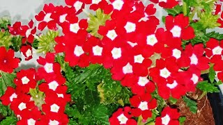 How to propagate Verbena easily [upl. by Trevorr484]