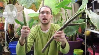 Planting Plumeria Cuttings  Frangipani [upl. by Madeline497]