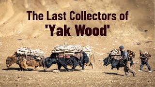 How Yaks Help a Village Stay Warm  The Untold Story of Yak Shing [upl. by Gnihc]