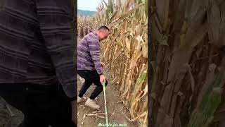 Essential Tools for Rural Farmer  Practical Use of Farming 🌽🌽Tools shorts youtubeshorts [upl. by Schoenberg44]