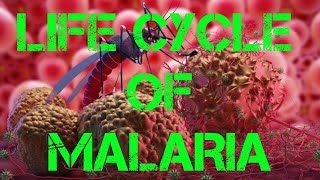 Life Cycle of Malaria Parasite Primary host Mosquito Secondary host Human Plasmodium vivax [upl. by Pernas914]