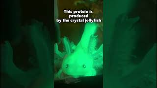 Why Are These Axolotls Glowing [upl. by Fiona801]