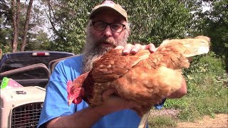 I Bought 3 HyLine Brown Hens For The Children [upl. by Enomas645]