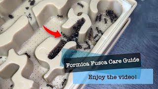 Formica Fusca care guide How to keep Formica Fusca ants as pets [upl. by Fields]