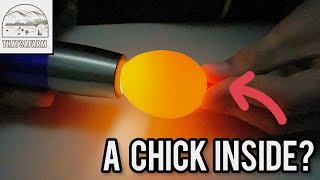 How To Candle Chicken Eggs [upl. by Enelrae]